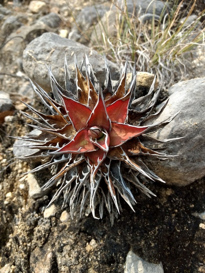 Agave convallis