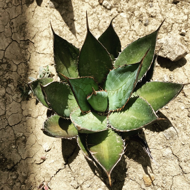 Agave convallis photo 2
