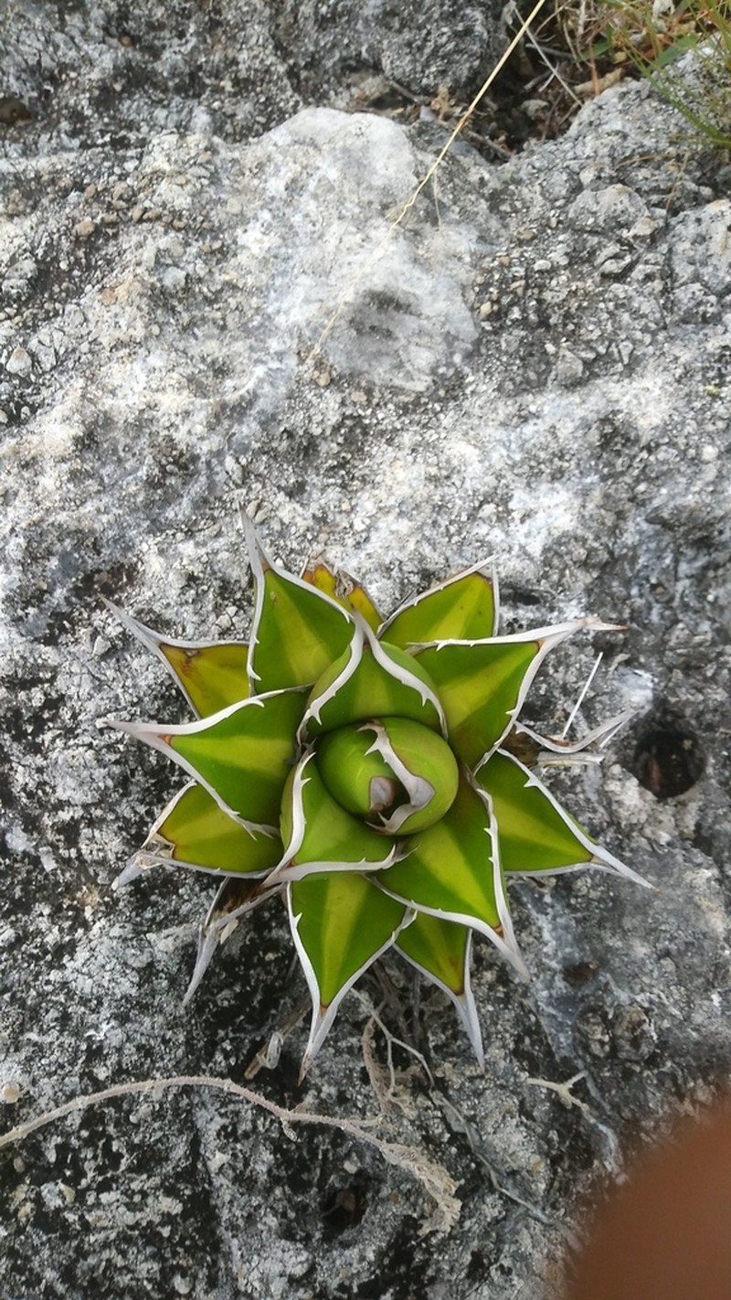 Agave convallis photo 3