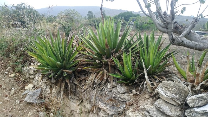 Agave convallis photo 4
