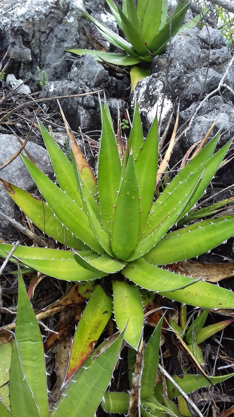 Agave convallis photo 5