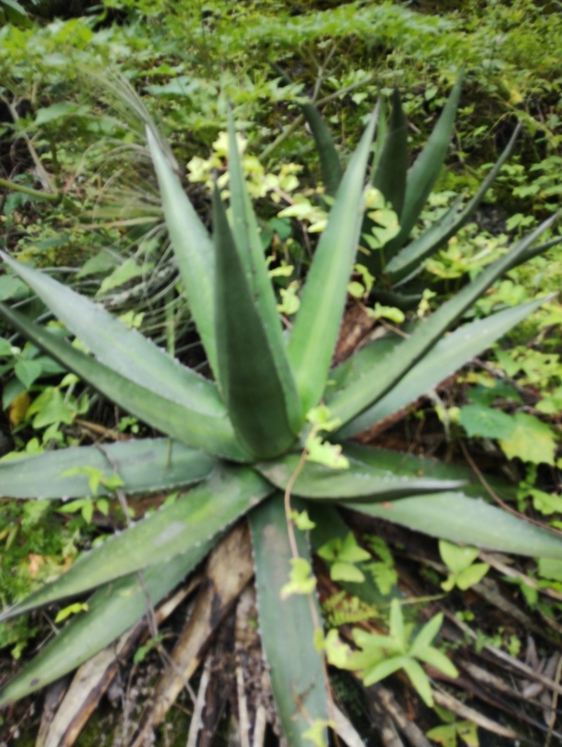 Agave convallis photo 6