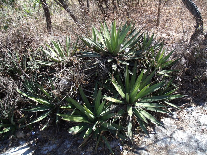Agave convallis photo 7
