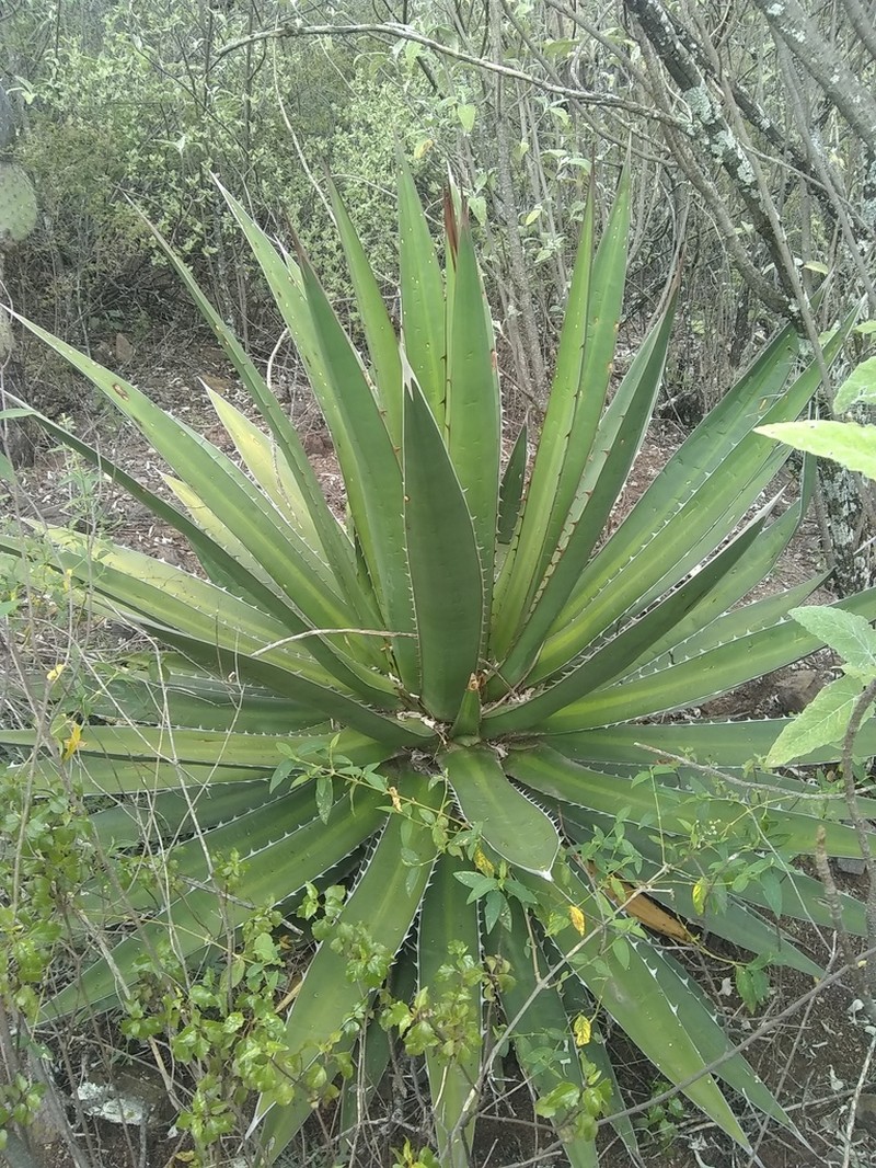 Agave convallis photo 8