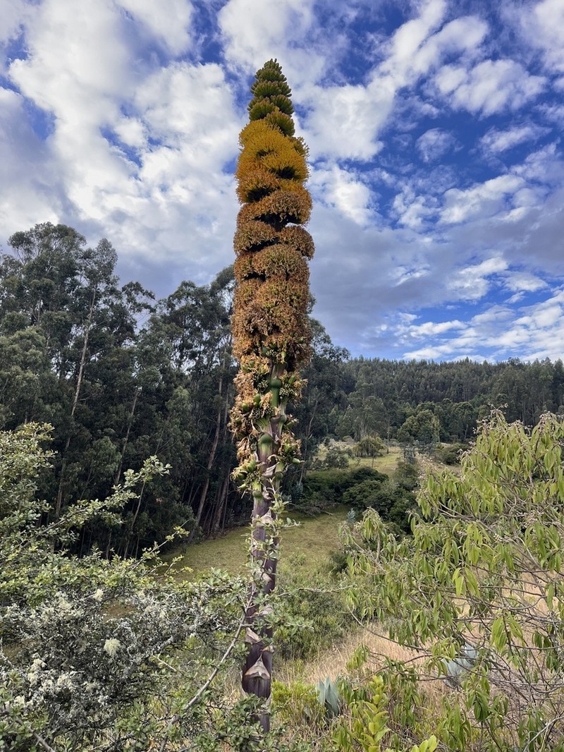 Agave cundinamarcensis