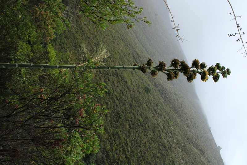 Agave cundinamarcensis photo 2