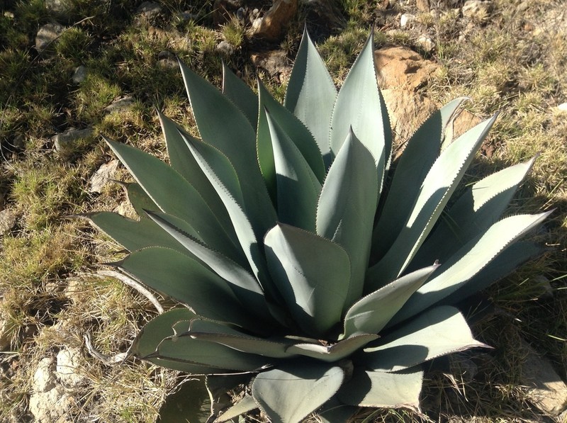 Agave cundinamarcensis photo 3