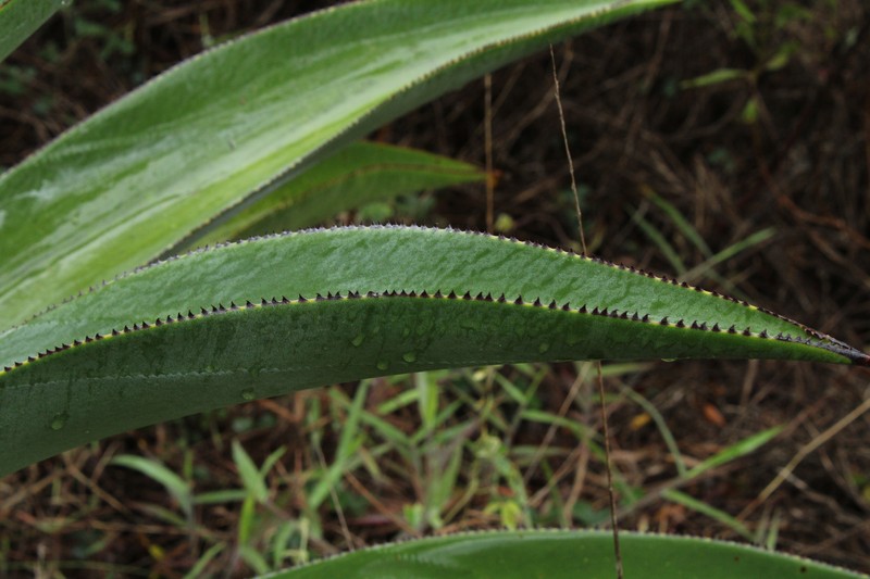 Agave cundinamarcensis photo 4