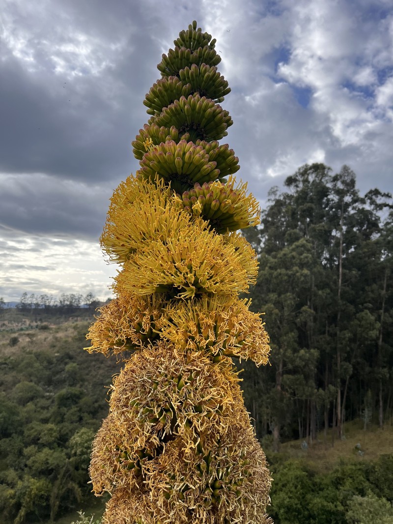 Agave cundinamarcensis photo 5