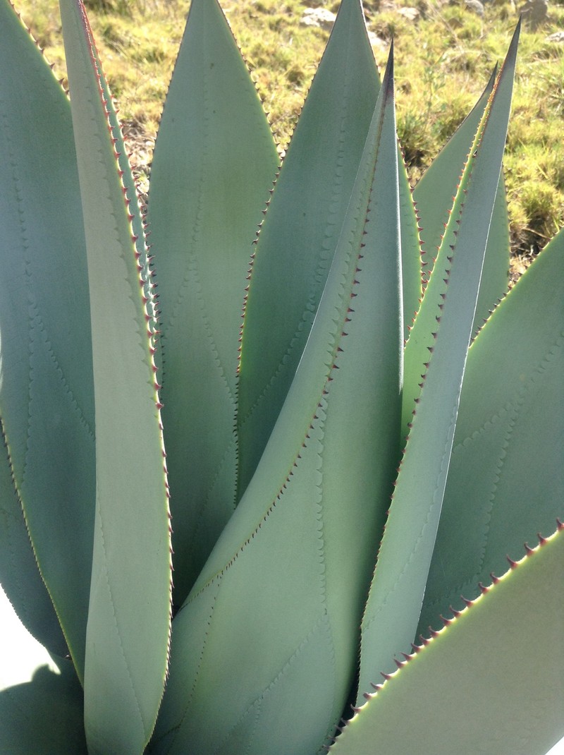 Agave cundinamarcensis photo 6