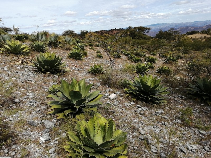 Agave cupreata photo 2