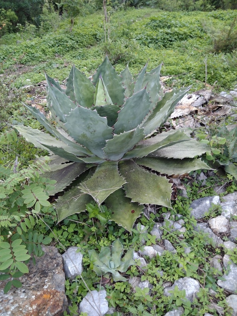 Agave cupreata photo 4