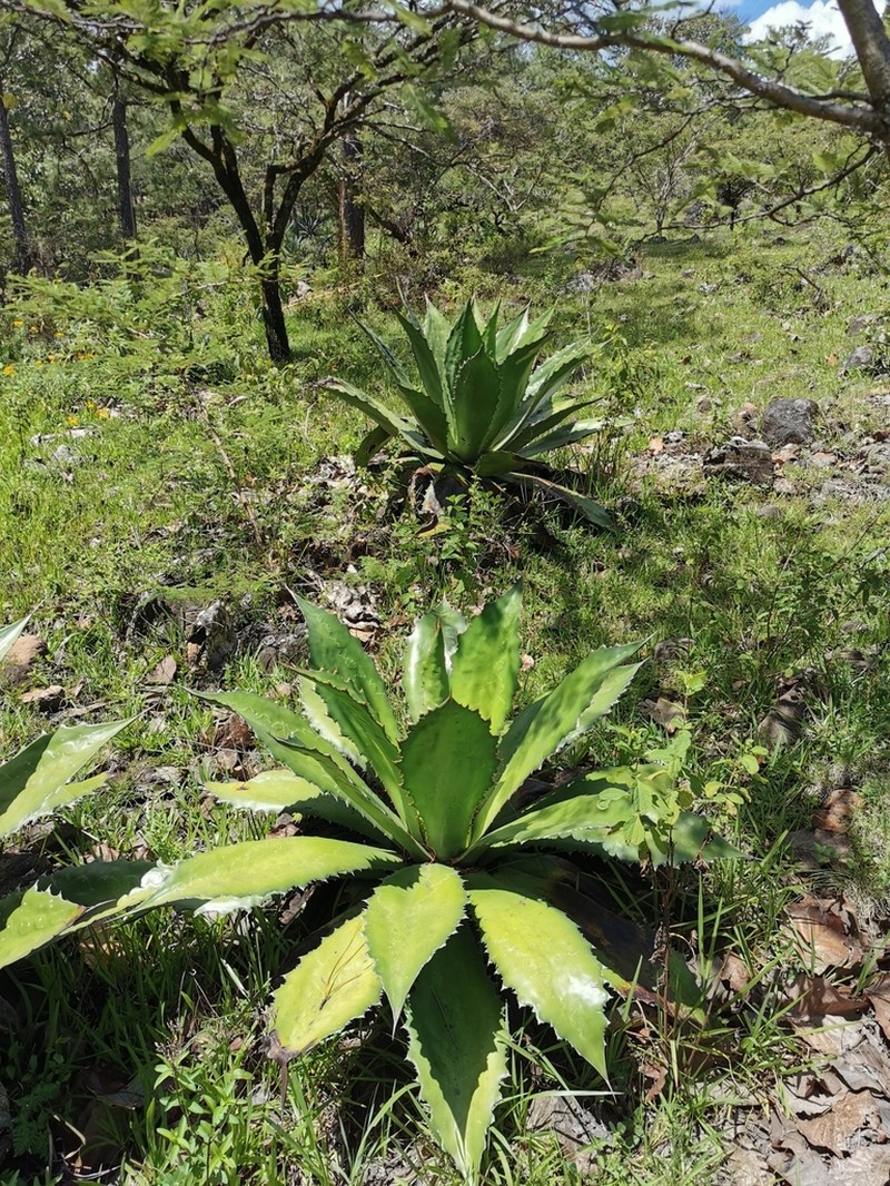 Agave cupreata photo 5
