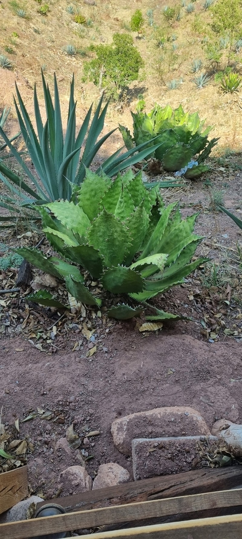 Agave cupreata photo 6