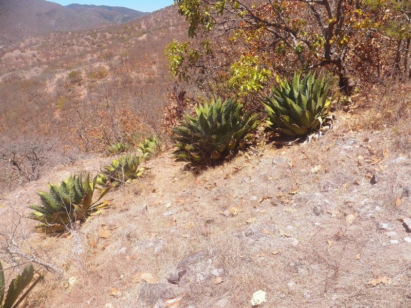 Agave cupreata photo 7