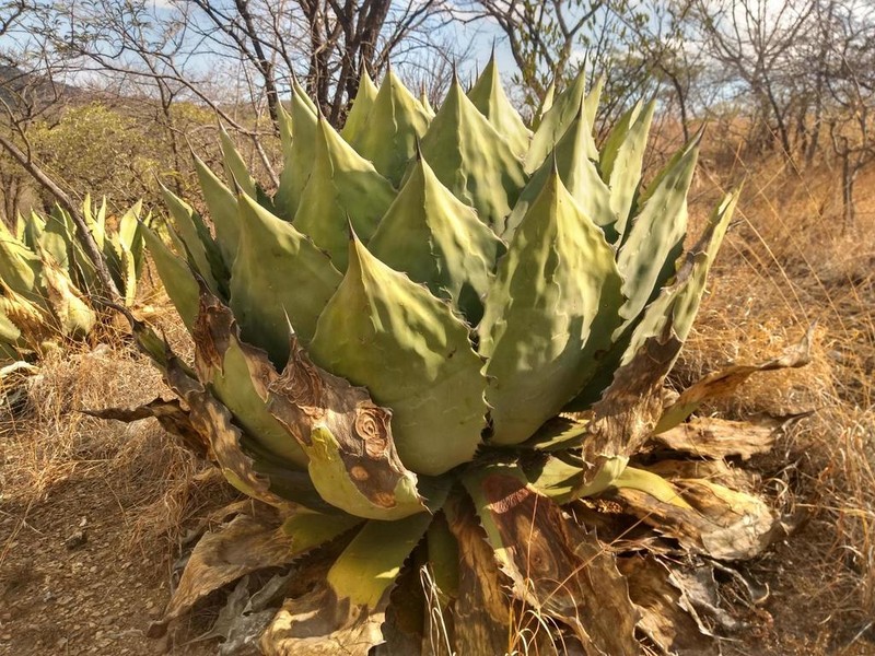 Agave cupreata photo 8
