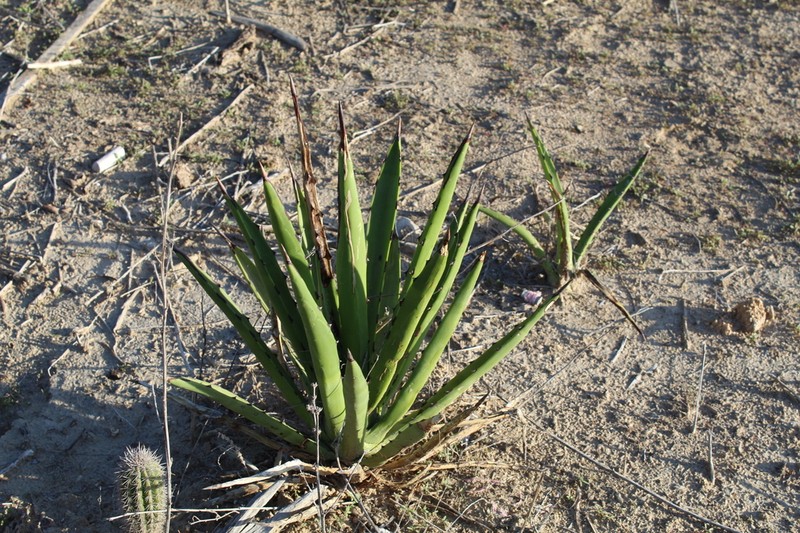 Agave datylio photo 2
