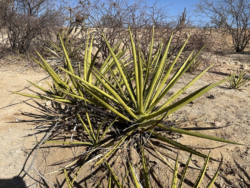 Agave datylio photo 3