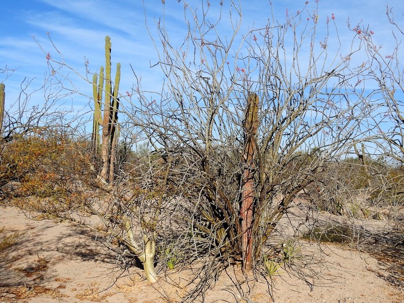 Agave datylio photo 4
