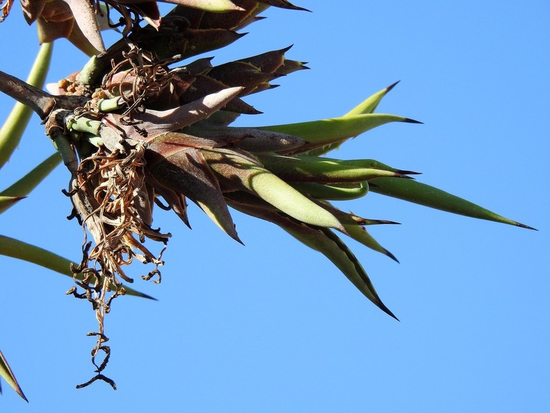 Agave datylio photo 5
