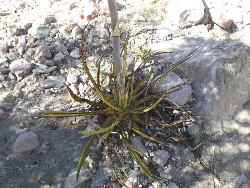 Agave datylio photo 6
