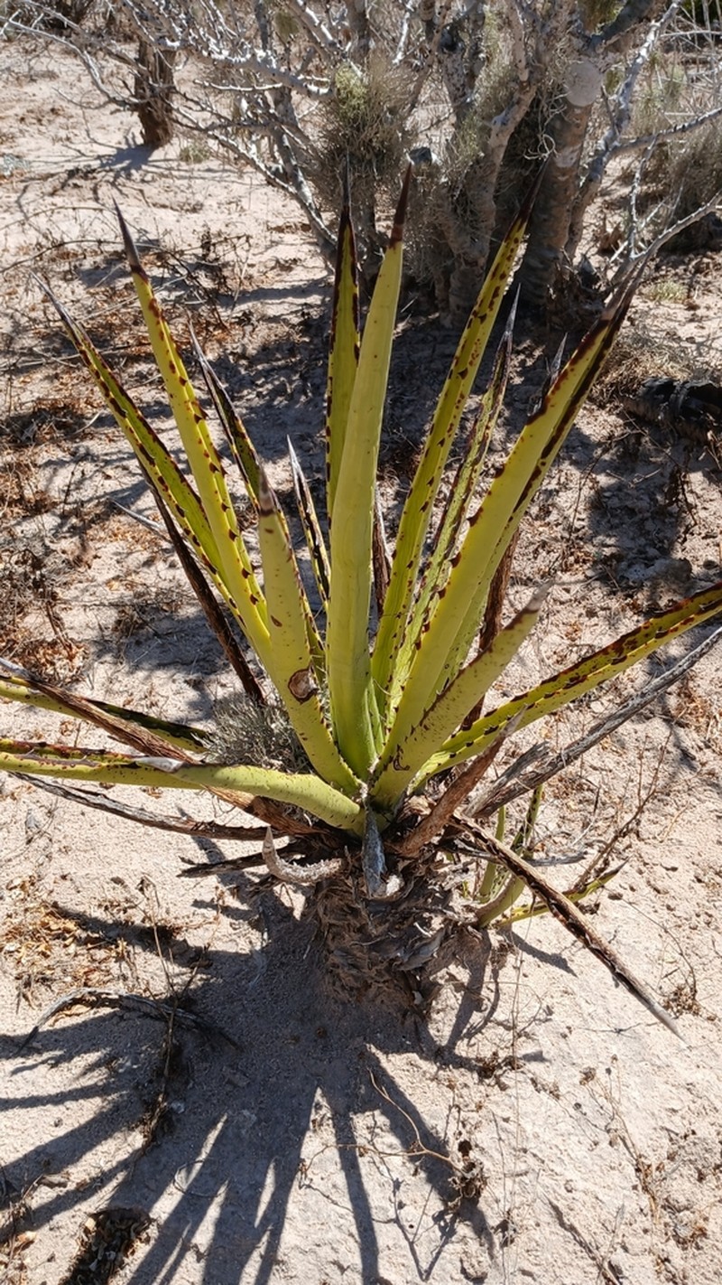 Agave datylio photo 7