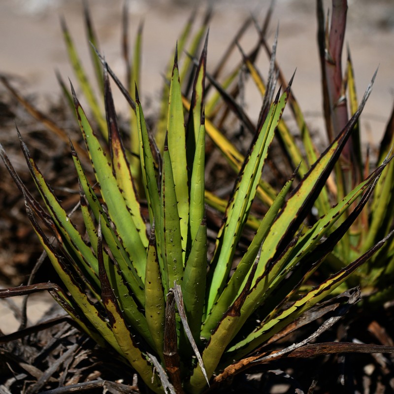 Agave datylio photo 8