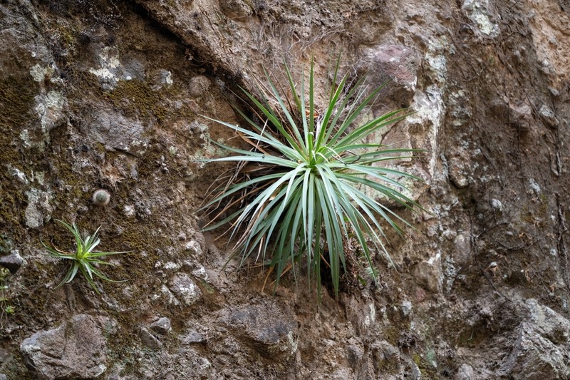 Agave dealbata