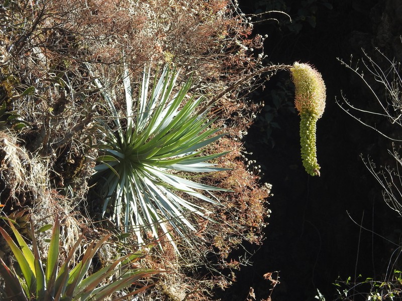 Agave dealbata photo 2