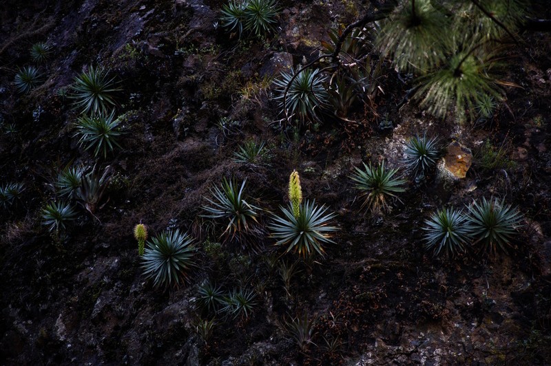 Agave dealbata photo 3