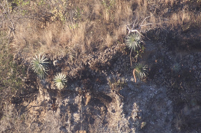 Agave dealbata photo 4