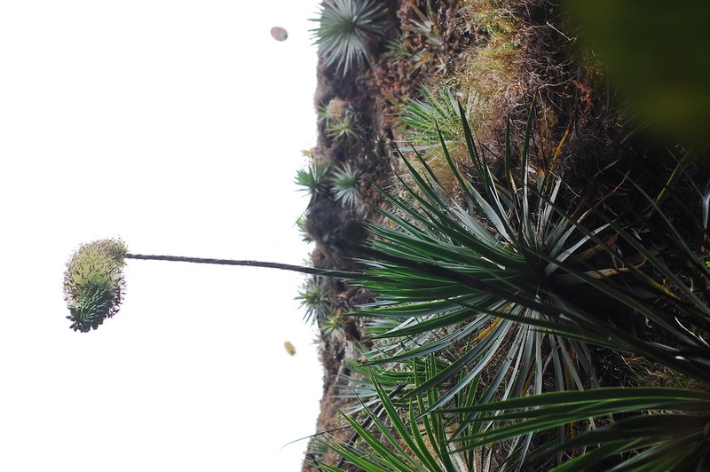 Agave dealbata photo 5