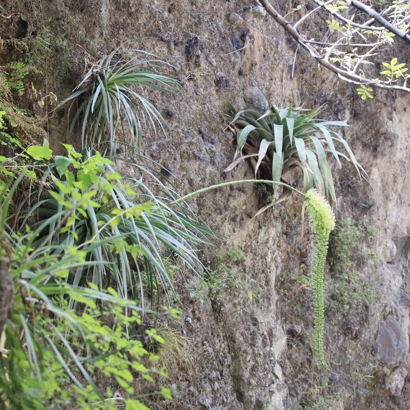 Agave dealbata photo 6