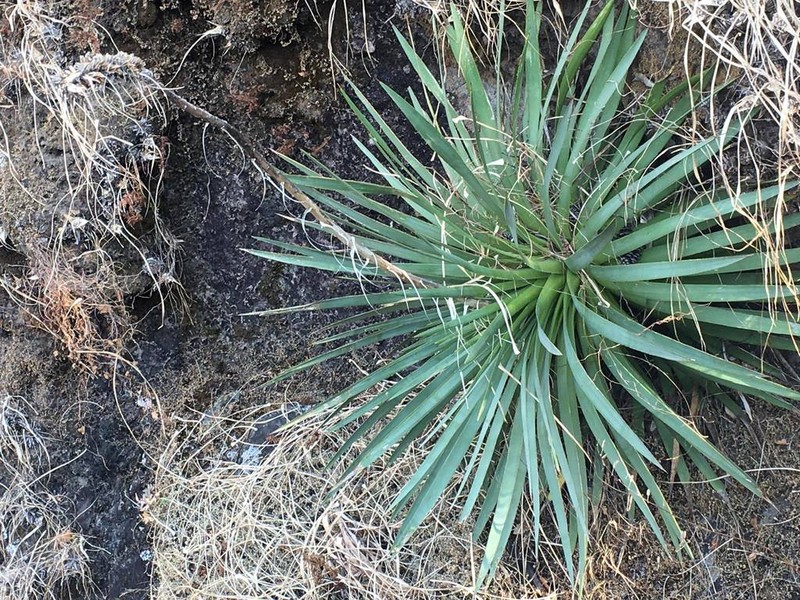 Agave dealbata photo 7