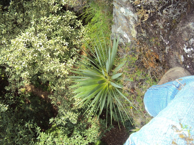Agave dealbata photo 8