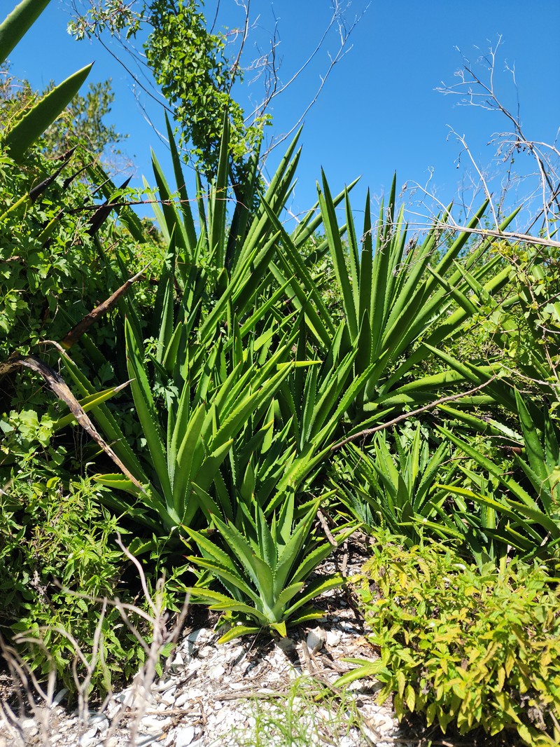False Sisal