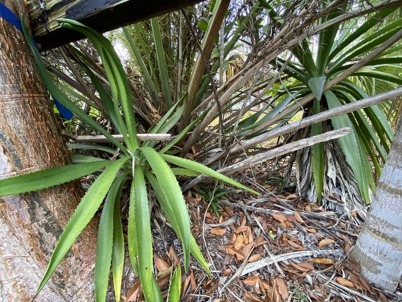 False Sisal photo 4