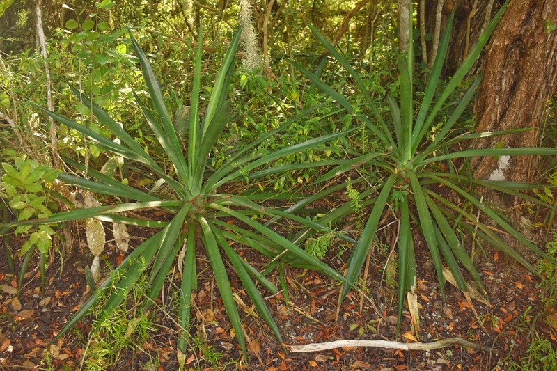 False Sisal photo 6