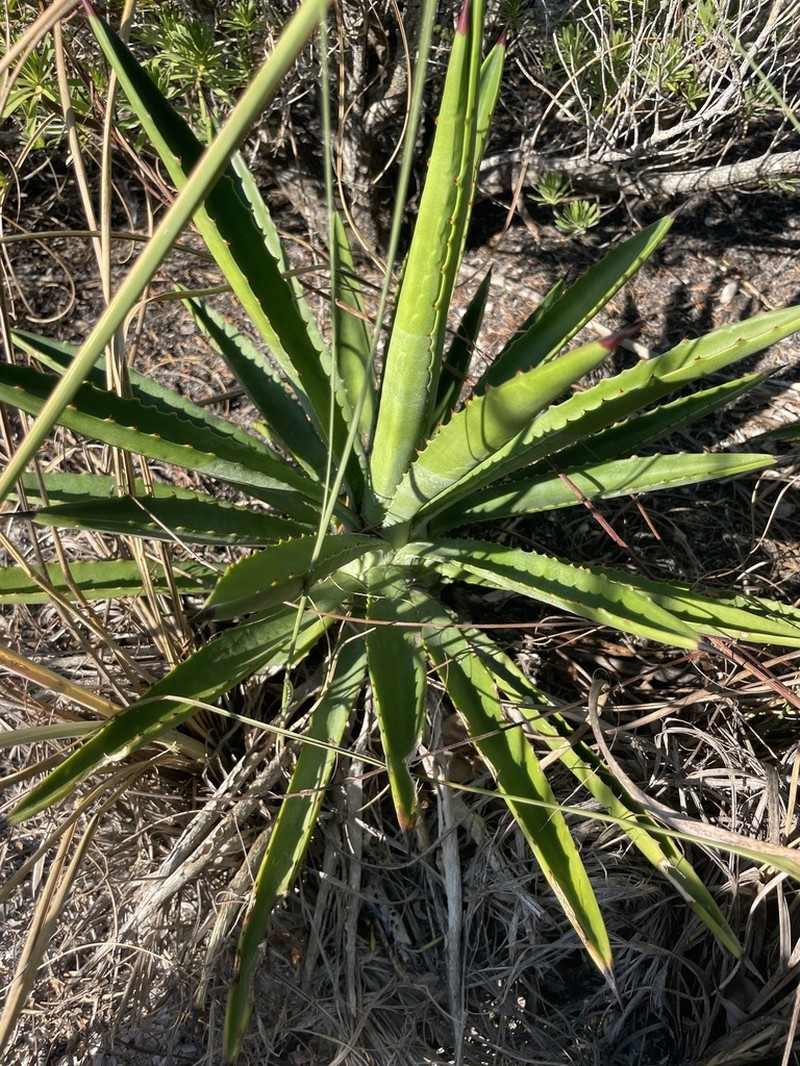 False Sisal photo 7