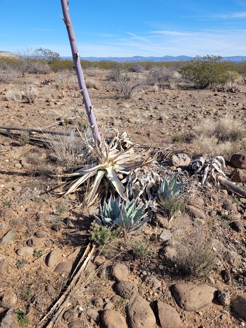 Tonto Basin Century Plant