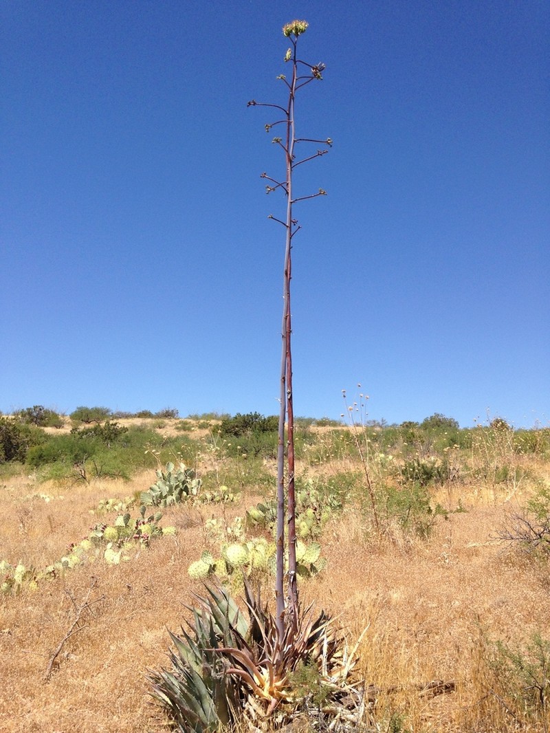 Tonto Basin Century Plant photo 2