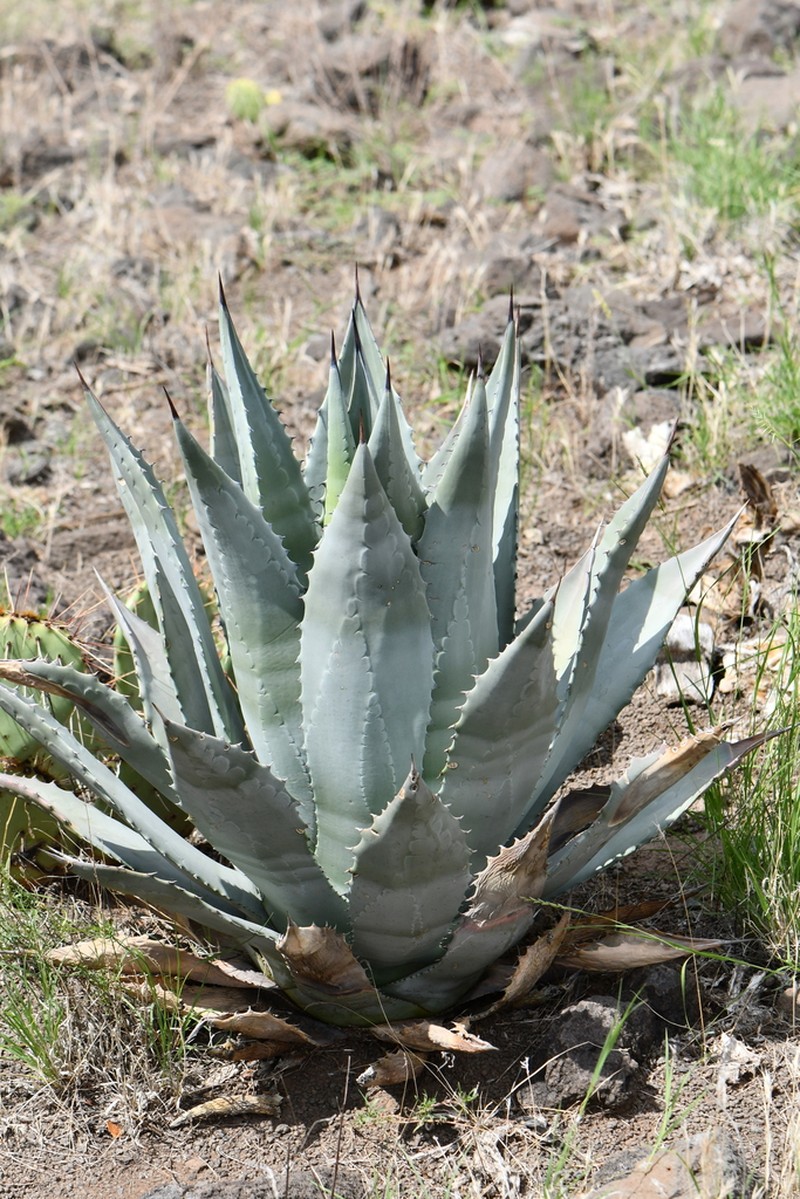 Tonto Basin Century Plant photo 3