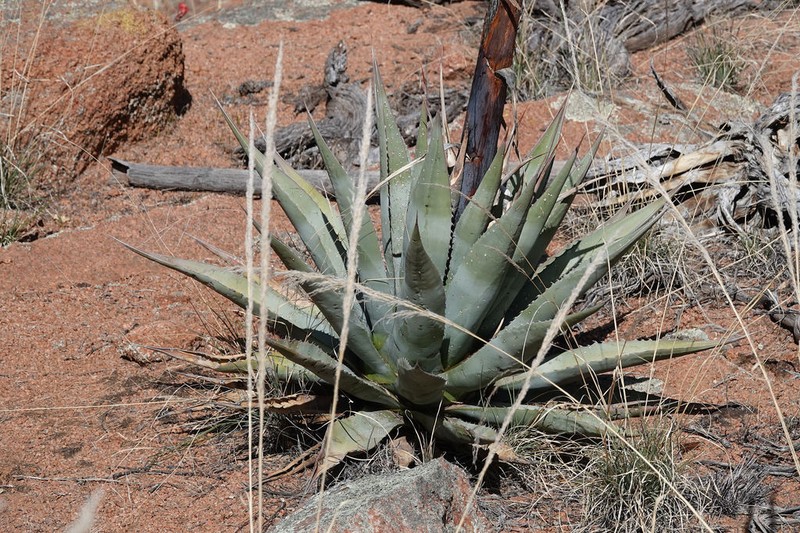 Tonto Basin Century Plant photo 4