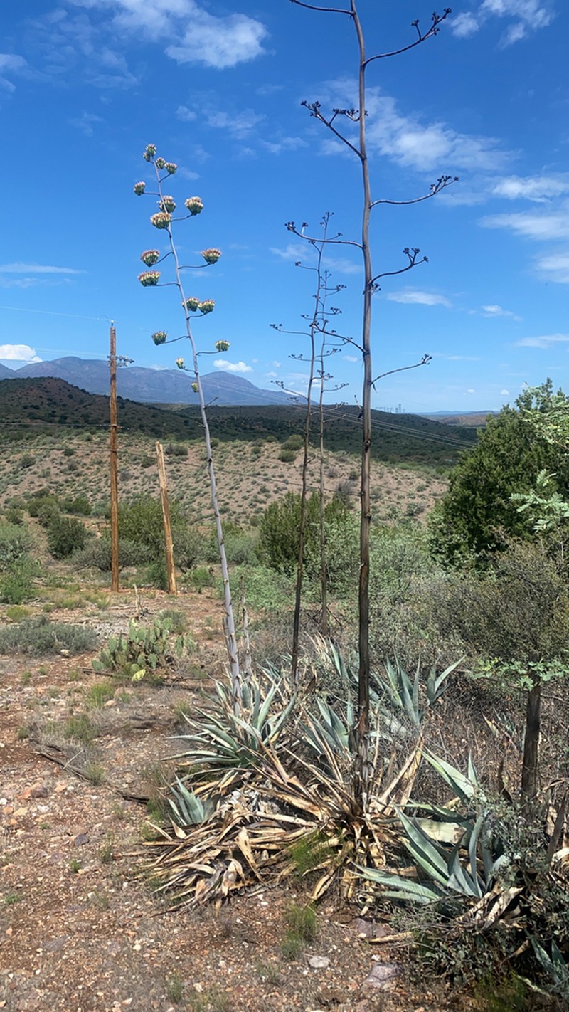 Tonto Basin Century Plant photo 5