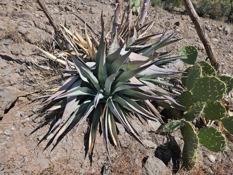 Tonto Basin Century Plant photo 6