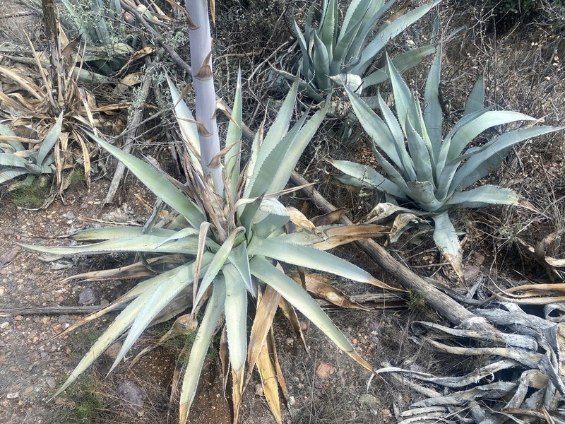 Tonto Basin Century Plant photo 7