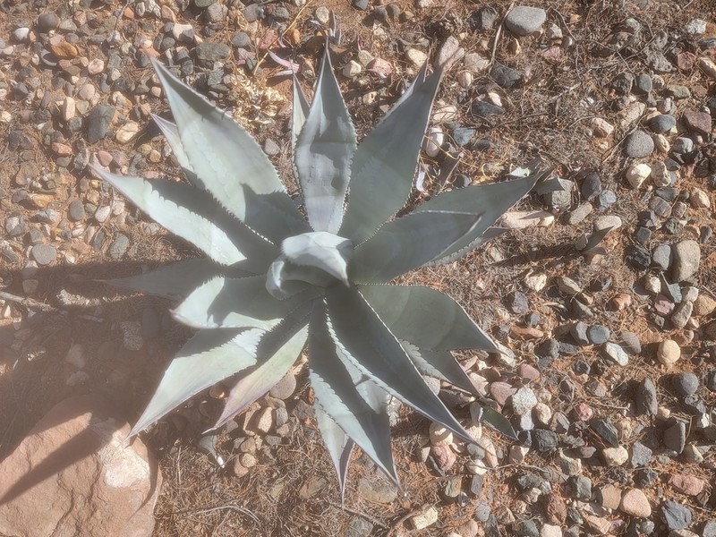 Tonto Basin Century Plant photo 8