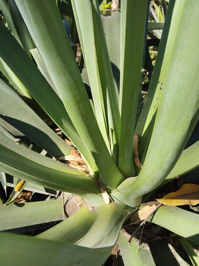 Agave demeesteriana photo 2
