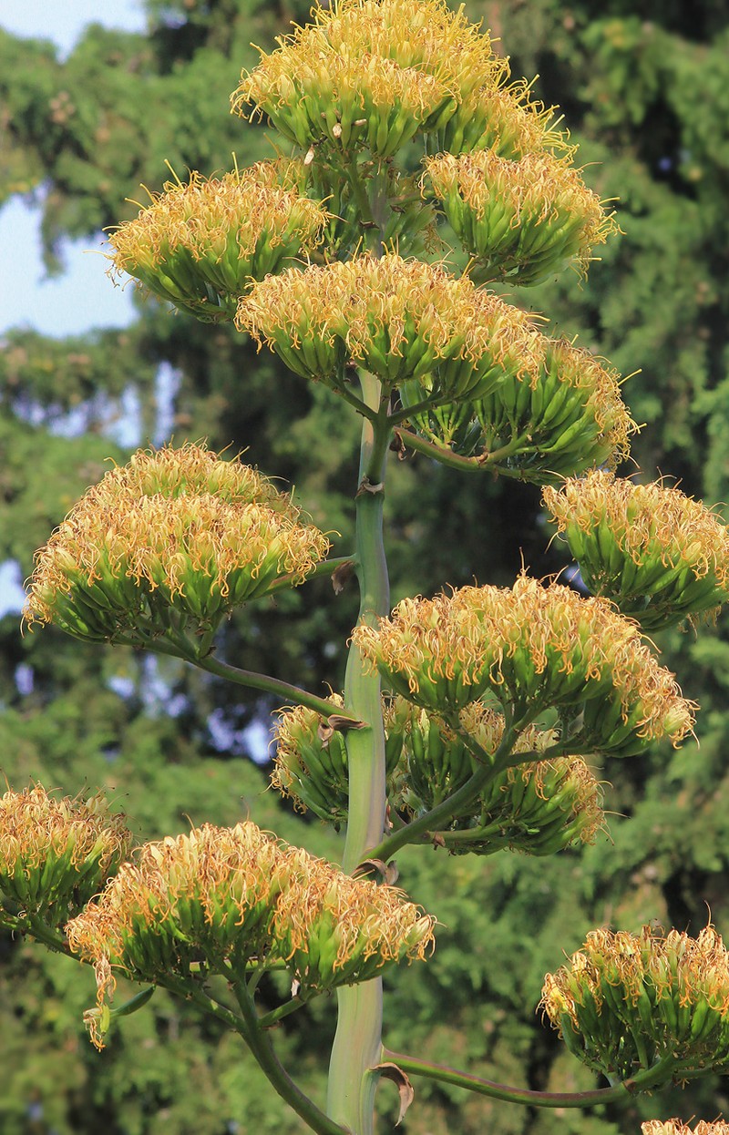 Agave demeesteriana photo 3