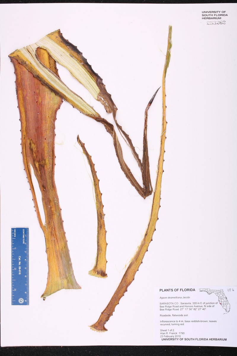 Agave demeesteriana photo 4